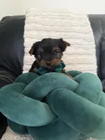 Bobi, a male Yorkshire Terrier for sale in Orangevale, CA – 5 of 10