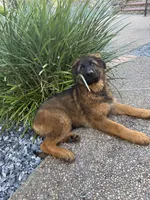 Puppy girl, a female German Shepherd Dog for sale in Orangevale, CA – Photo 1 of 8