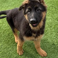 Puppy girl, a female German Shepherd Dog for sale in Orangevale, CA – Photo 4 of 8