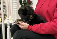 Puppy girl, a female German Shepherd Dog for sale in Orangevale, CA – Photo 6 of 8