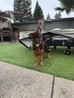 Puppy girl, a female German Shepherd Dog for sale in Orangevale, CA – Photo 7 of 8