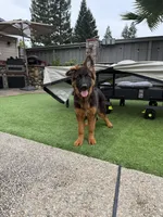 Puppy girl, a female German Shepherd Dog for sale in Orangevale, CA – Photo 2 of 8