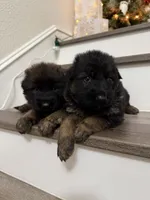 Puppy girl, a female German Shepherd Dog for sale in Orangevale, CA – Photo 8 of 8