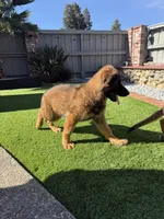 Puppy girl, a female German Shepherd Dog for sale in Orangevale, CA – Photo 3 of 8