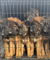 Puppy girl, a female German Shepherd Dog for sale in Orangevale, CA – Photo 7 of 8