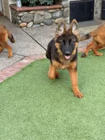 Puppy girl, a female German Shepherd Dog for sale in Orangevale, CA – Photo 6 of 8