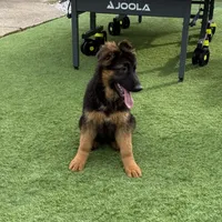 Puppy girl, a female German Shepherd Dog for sale in Orangevale, CA – Photo 3 of 8