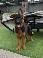 Puppy girl, a female German Shepherd Dog for sale in Orangevale, CA – Photo 1 of 8