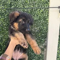 Puppy girl, a female German Shepherd Dog for sale in Orangevale, CA – Photo 2 of 8
