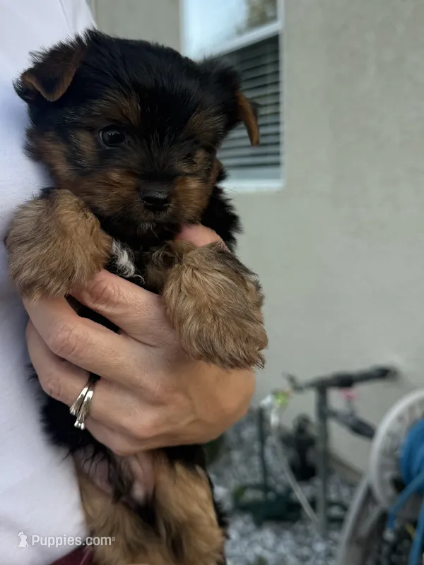 Luna – Yorkshire Terrier puppy for sale in Orangevale, CA