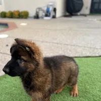 Puppy, a male German Shepherd Dog for sale in Orangevale, CA – Photo 4 of 10