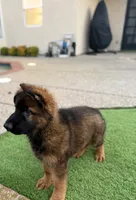 Puppy, a male German Shepherd Dog for sale in Orangevale, CA – Photo 4 of 10