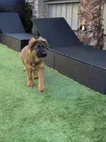 Puppy, a male German Shepherd Dog for sale in Orangevale, CA – Photo 10 of 10