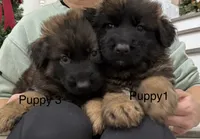 Puppy, a male German Shepherd Dog for sale in Orangevale, CA – Photo 3 of 10