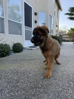 Puppy, a male German Shepherd Dog for sale in Orangevale, CA – Photo 1 of 10