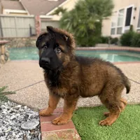 Puppy, a male German Shepherd Dog for sale in Orangevale, CA – Photo 2 of 10