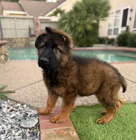 Puppy, a male German Shepherd Dog for sale in Orangevale, CA – Photo 1 of 10