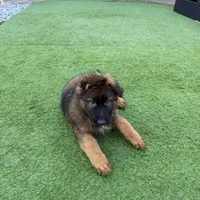 Puppy, a male German Shepherd Dog for sale in Orangevale, CA – Photo 7 of 10