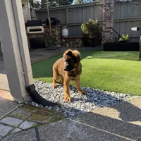 Puppy, a male German Shepherd Dog for sale in Orangevale, CA – Photo 6 of 10