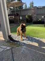 Puppy, a male German Shepherd Dog for sale in Orangevale, CA – Photo 7 of 10