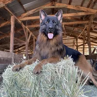 Puppy, a male German Shepherd Dog for sale in Orangevale, CA – Photo 9 of 10