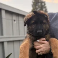 Puppy, a male German Shepherd Dog for sale in Orangevale, CA – Photo 5 of 10