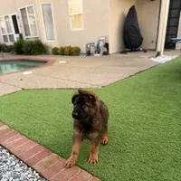 Puppy, a male German Shepherd Dog for sale in Orangevale, CA – Photo 3 of 10