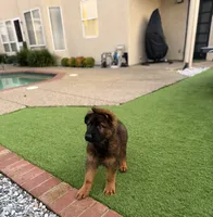 Puppy, a male German Shepherd Dog for sale in Orangevale, CA – Photo 2 of 10