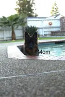 Puppy, a male German Shepherd Dog for sale in Orangevale, CA – Photo 10 of 10