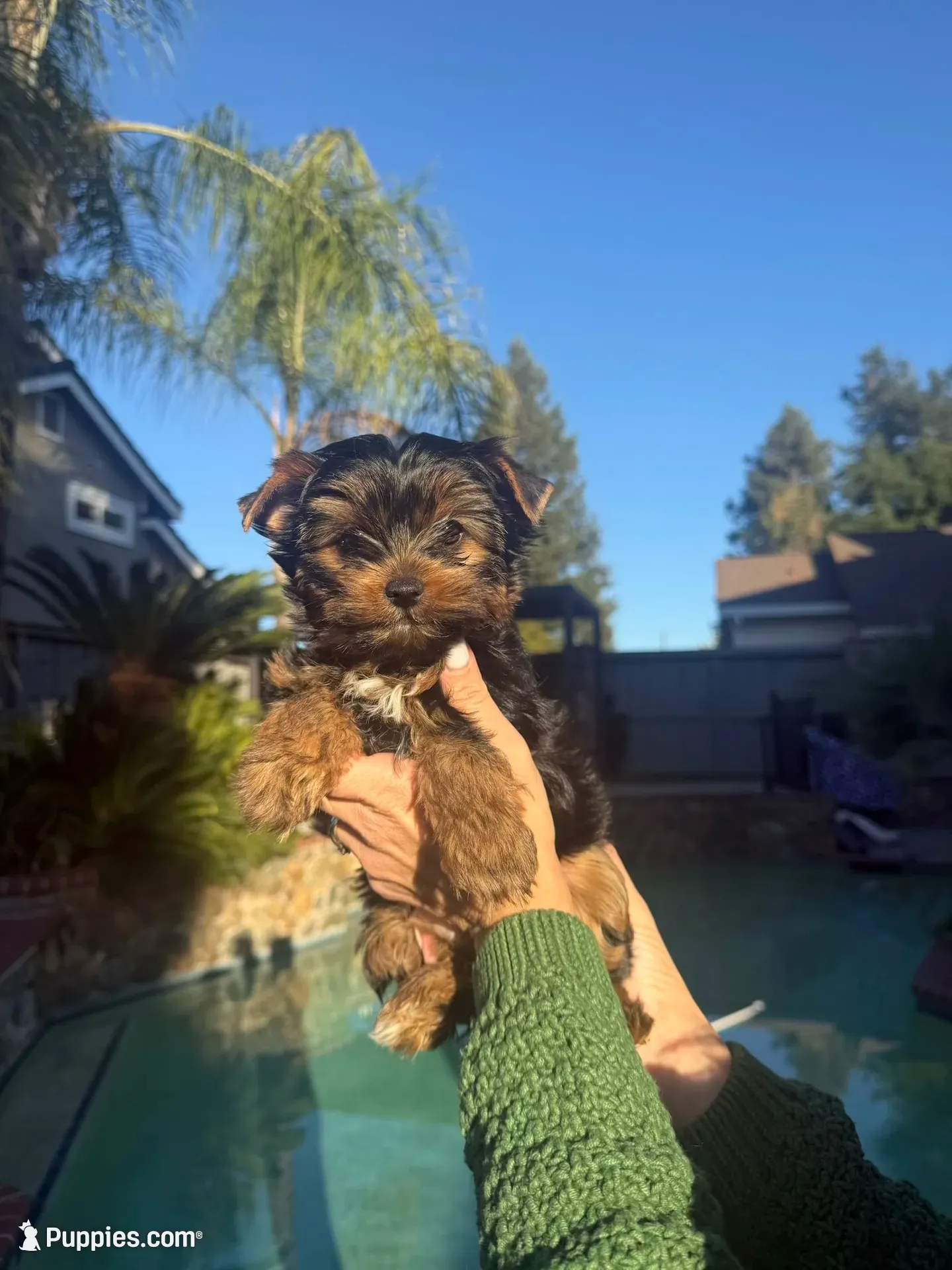 Luna (AKC), a female Yorkshire Terrier for sale in Orangevale, CA – 1 of 7