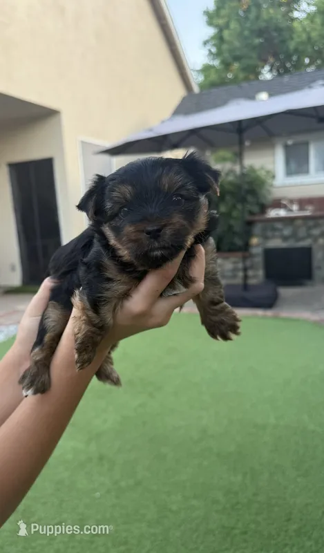 Luna – Yorkshire Terrier puppy for sale in Orangevale, CA