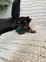 Bobi, a male Yorkshire Terrier for sale in Orangevale, CA – 6 of 10