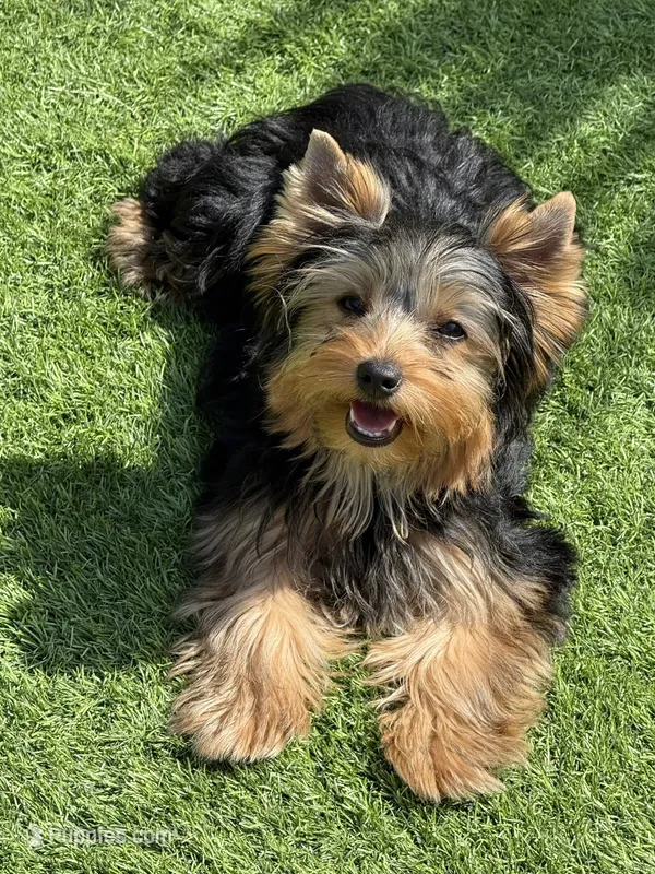 Girl 1(Akc) – Yorkshire Terrier puppy for sale in Orangevale, CA