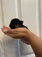 Luna, a female Yorkshire Terrier for sale in Orangevale, CA – 3 of 5