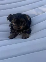 Luna (AKC), a female Yorkshire Terrier for sale in Orangevale, CA – 5 of 7