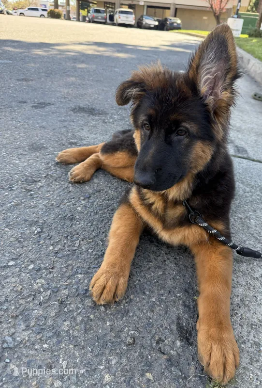 Lola – German Shepherd Dog puppy for sale in Orangevale, CA