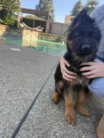 Lola, a female German Shepherd Dog for sale in Orangevale, CA – Photo 6 of 10