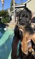Lola, a female German Shepherd Dog for sale in Orangevale, CA – Photo 7 of 10