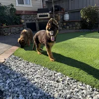 Lola, a female German Shepherd Dog for sale in Orangevale, CA – Photo 6 of 10