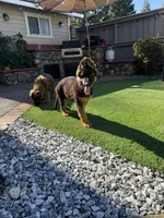 Lola, a female German Shepherd Dog for sale in Orangevale, CA – Photo 2 of 10