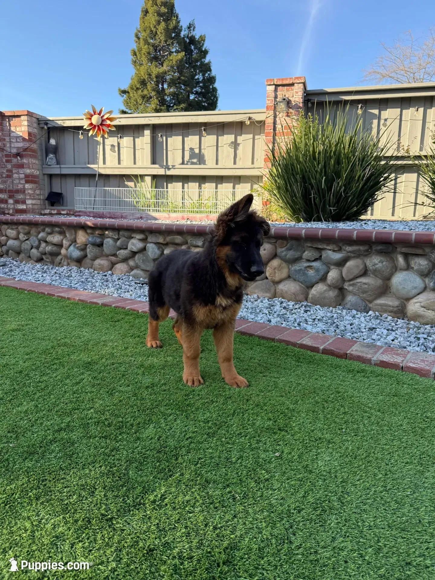 Lola, a female German Shepherd Dog for sale in Orangevale, CA – Photo 9 of 10