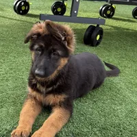 Lola, a female German Shepherd Dog for sale in Orangevale, CA – Photo 5 of 10