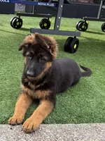 Lola, a female German Shepherd Dog for sale in Orangevale, CA – Photo 1 of 10