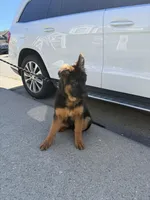 Lola, a female German Shepherd Dog for sale in Orangevale, CA – Photo 10 of 10