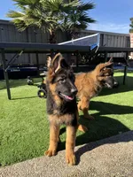 Lola, a female German Shepherd Dog for sale in Orangevale, CA – Photo 8 of 10
