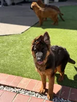 Lola, a female German Shepherd Dog for sale in Orangevale, CA – Photo 1 of 10