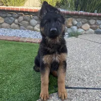 Lola, a female German Shepherd Dog for sale in Orangevale, CA – Photo 8 of 10