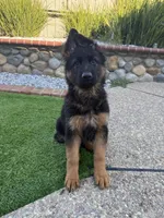 Lola, a female German Shepherd Dog for sale in Orangevale, CA – Photo 5 of 10