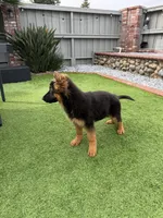 Lola, a female German Shepherd Dog for sale in Orangevale, CA – Photo 10 of 10