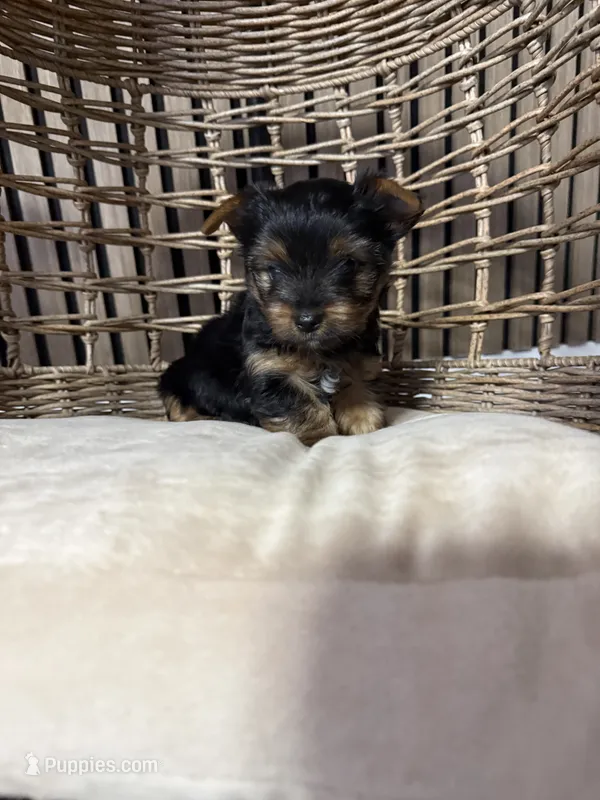 Teddy – Yorkshire Terrier puppy for sale in Orangevale, CA